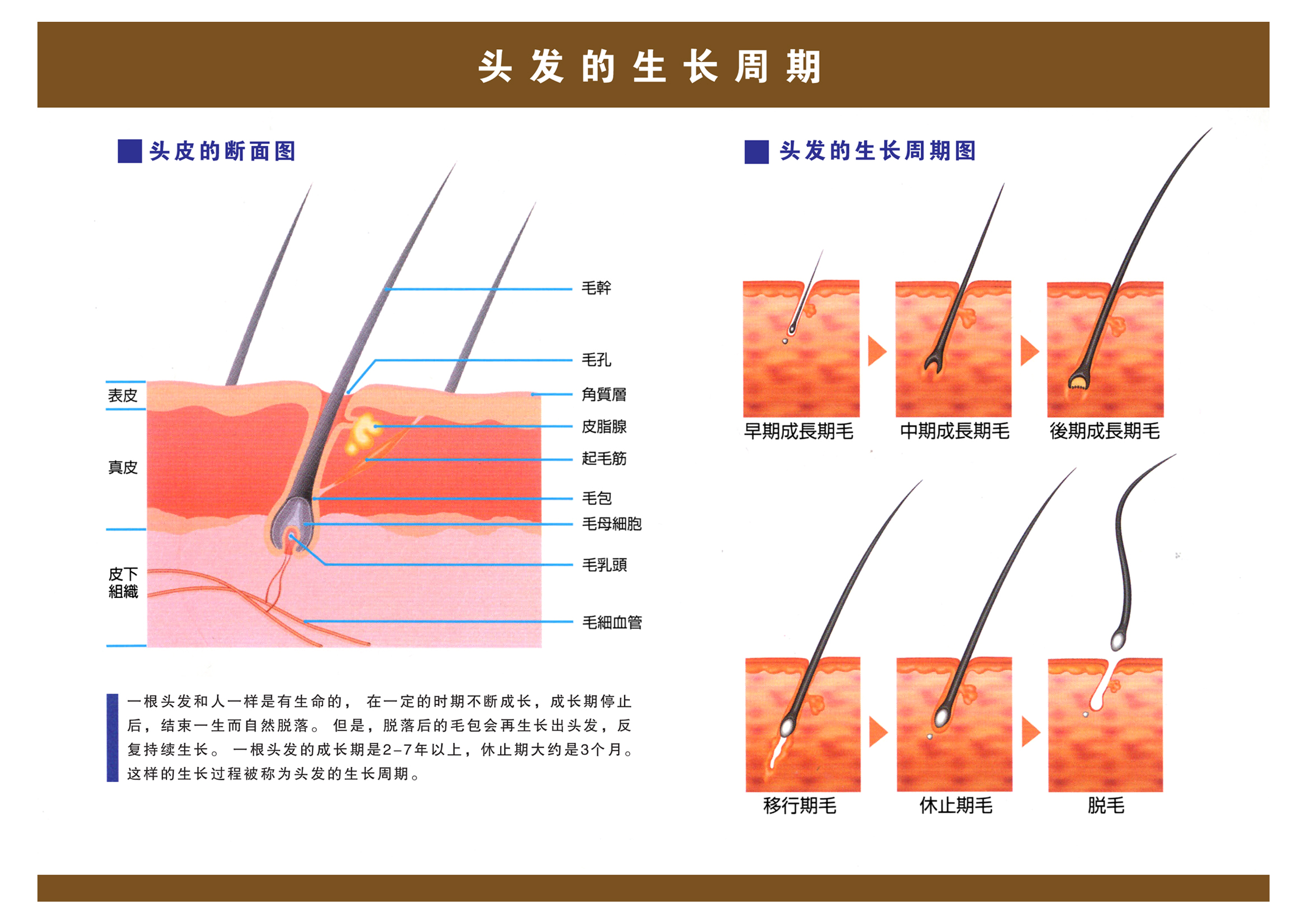 頭發(fā)生長周期原理圖